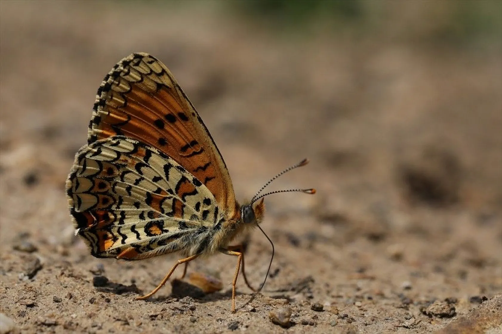 'Rose'nin Çokgözlüsü' için kilometrelerce yol katettiler