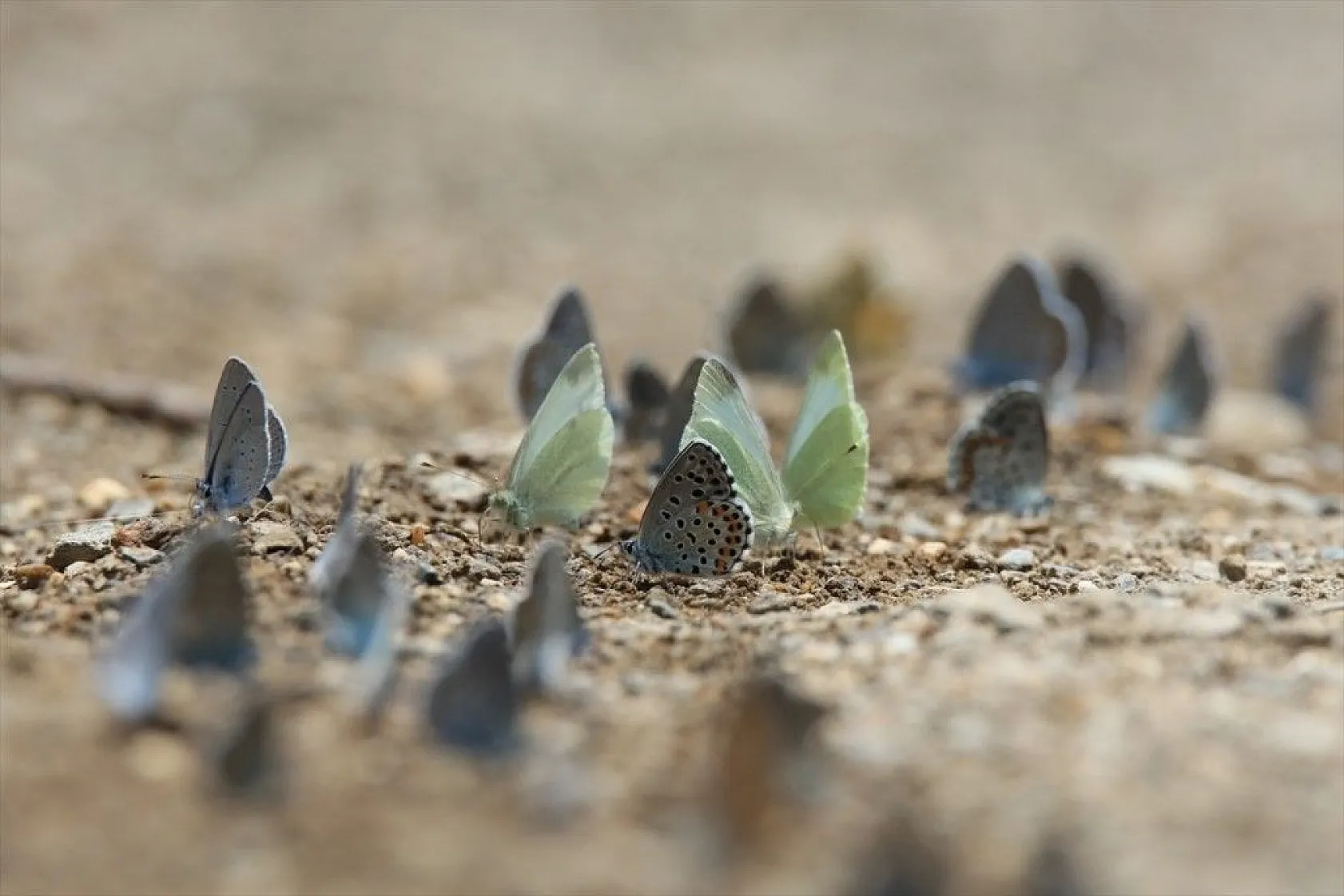 'Rose'nin Çokgözlüsü' için kilometrelerce yol katettiler