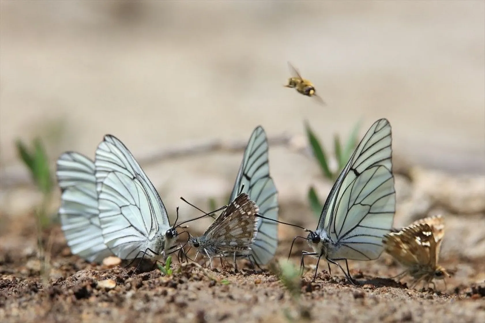 'Rose'nin Çokgözlüsü' için kilometrelerce yol katettiler