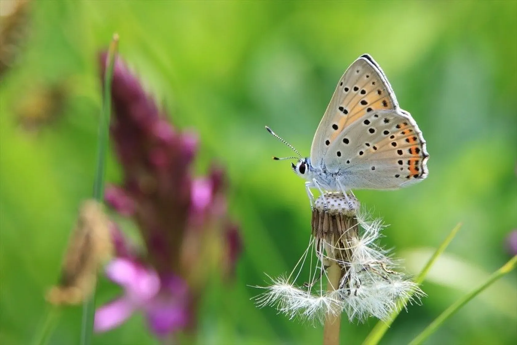 'Rose'nin Çokgözlüsü' için kilometrelerce yol katettiler