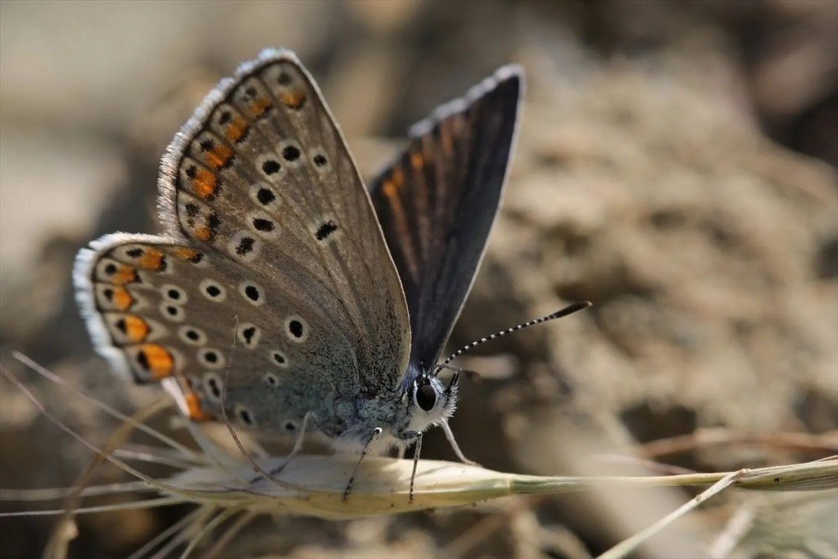 'Rose'nin Çokgözlüsü' için kilometrelerce yol katettiler