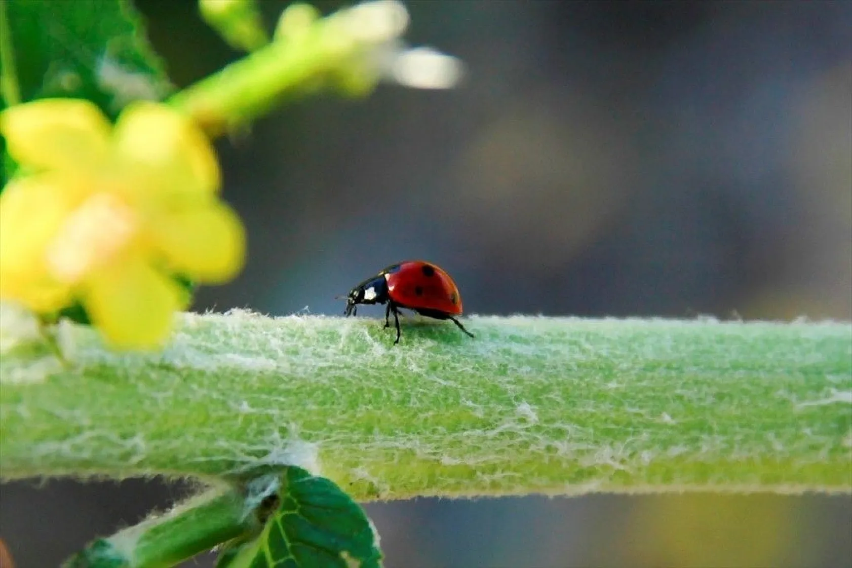 Munzur Vadisi'nin renkli misafirleri