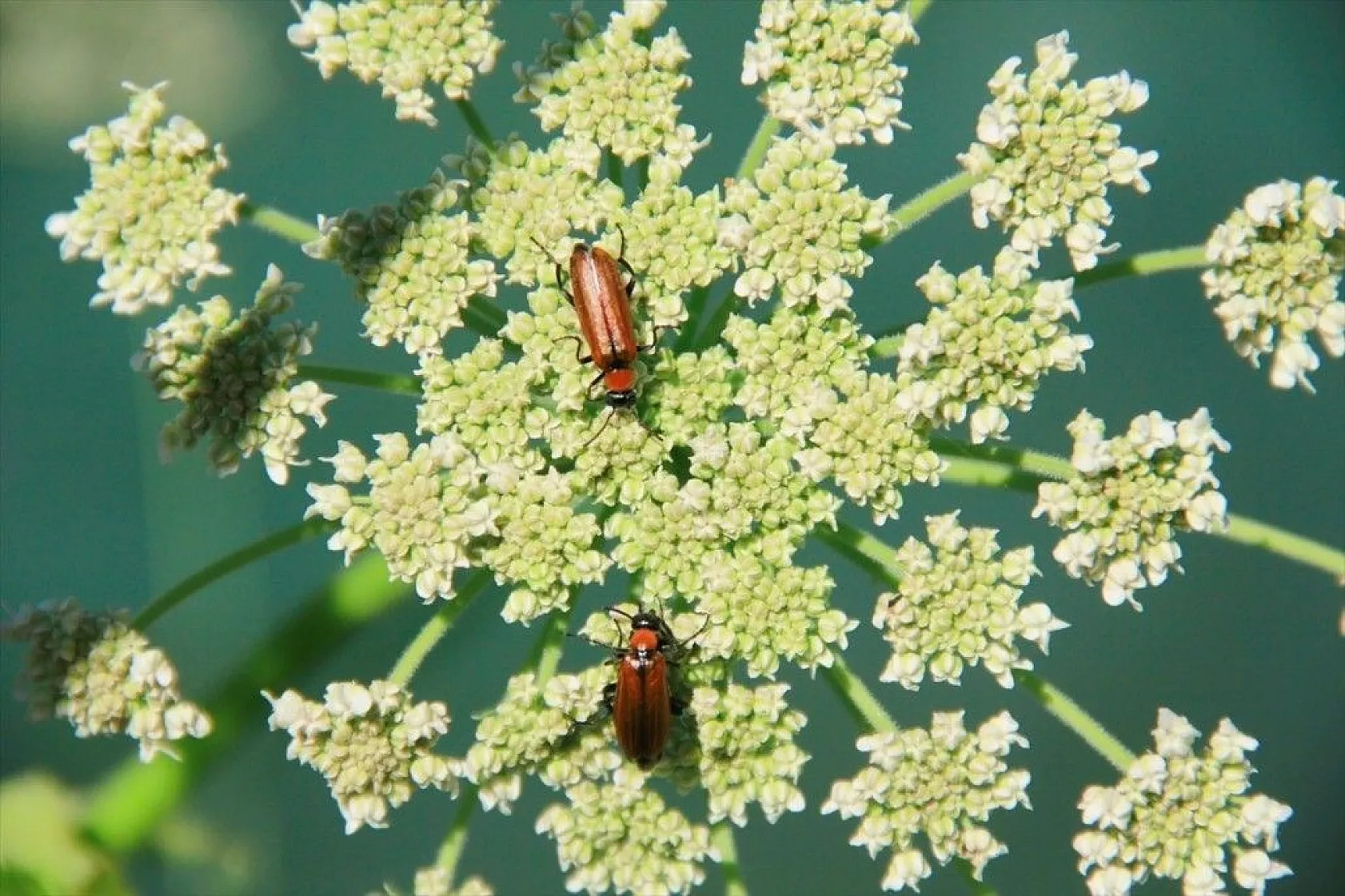 Munzur Vadisi'nin renkli misafirleri