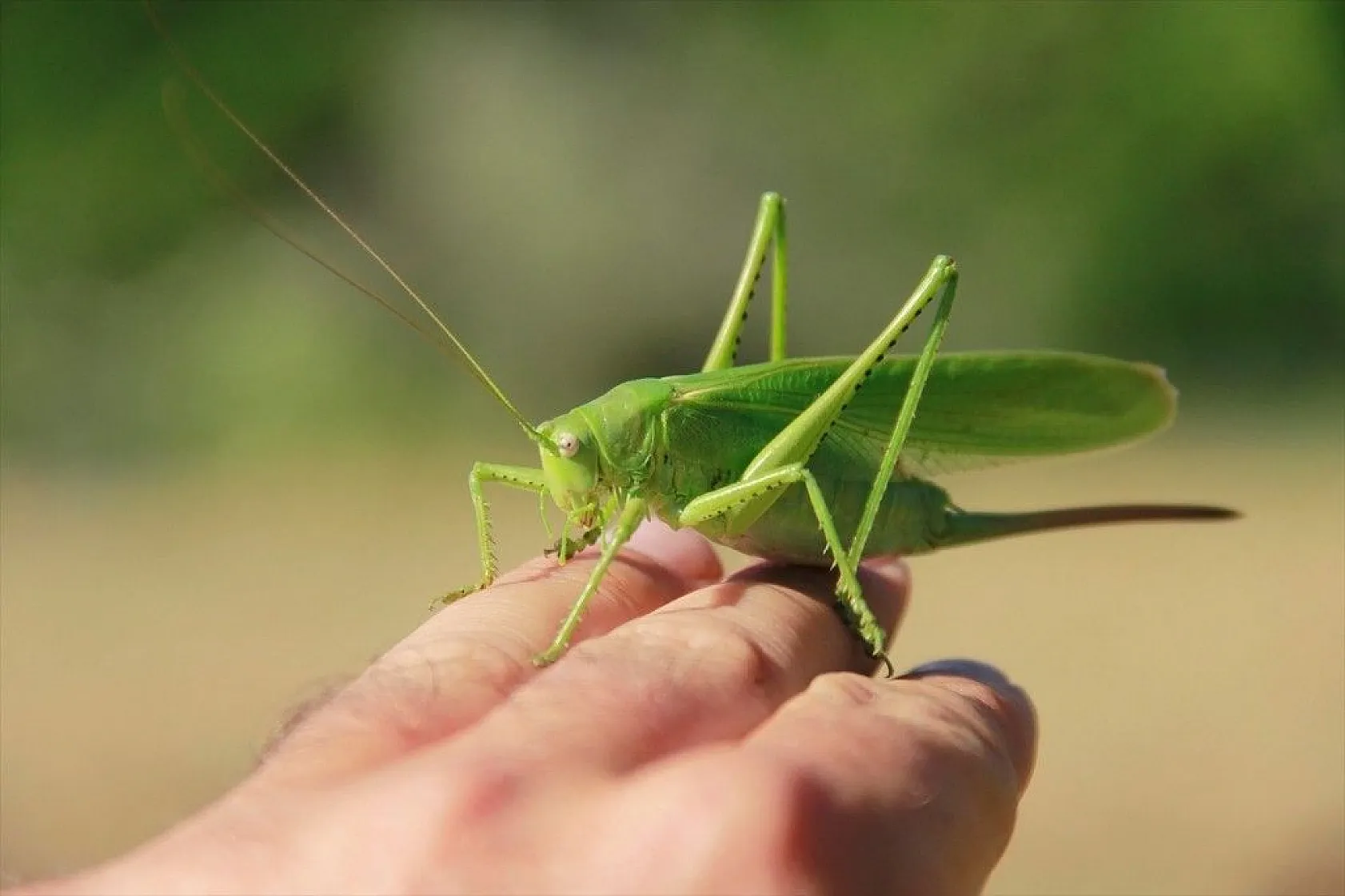 Munzur Vadisi'nin renkli misafirleri