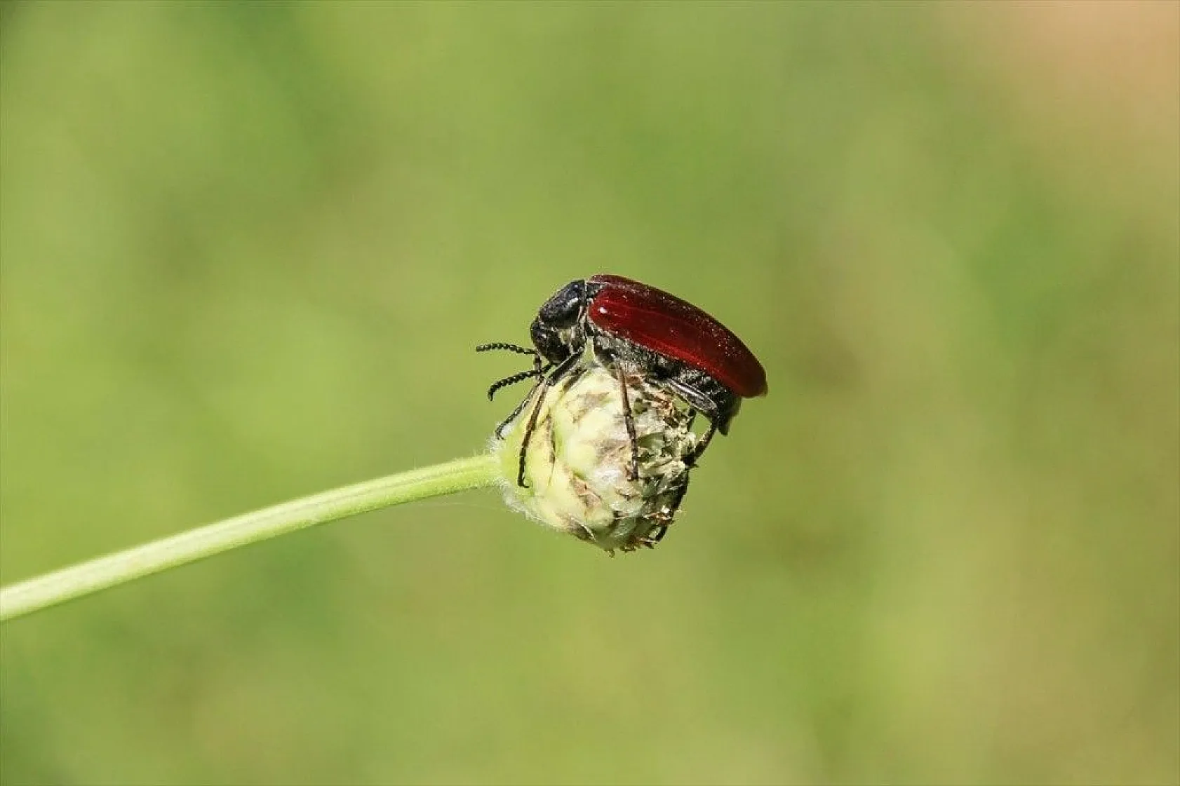 Munzur Vadisi'nin renkli misafirleri