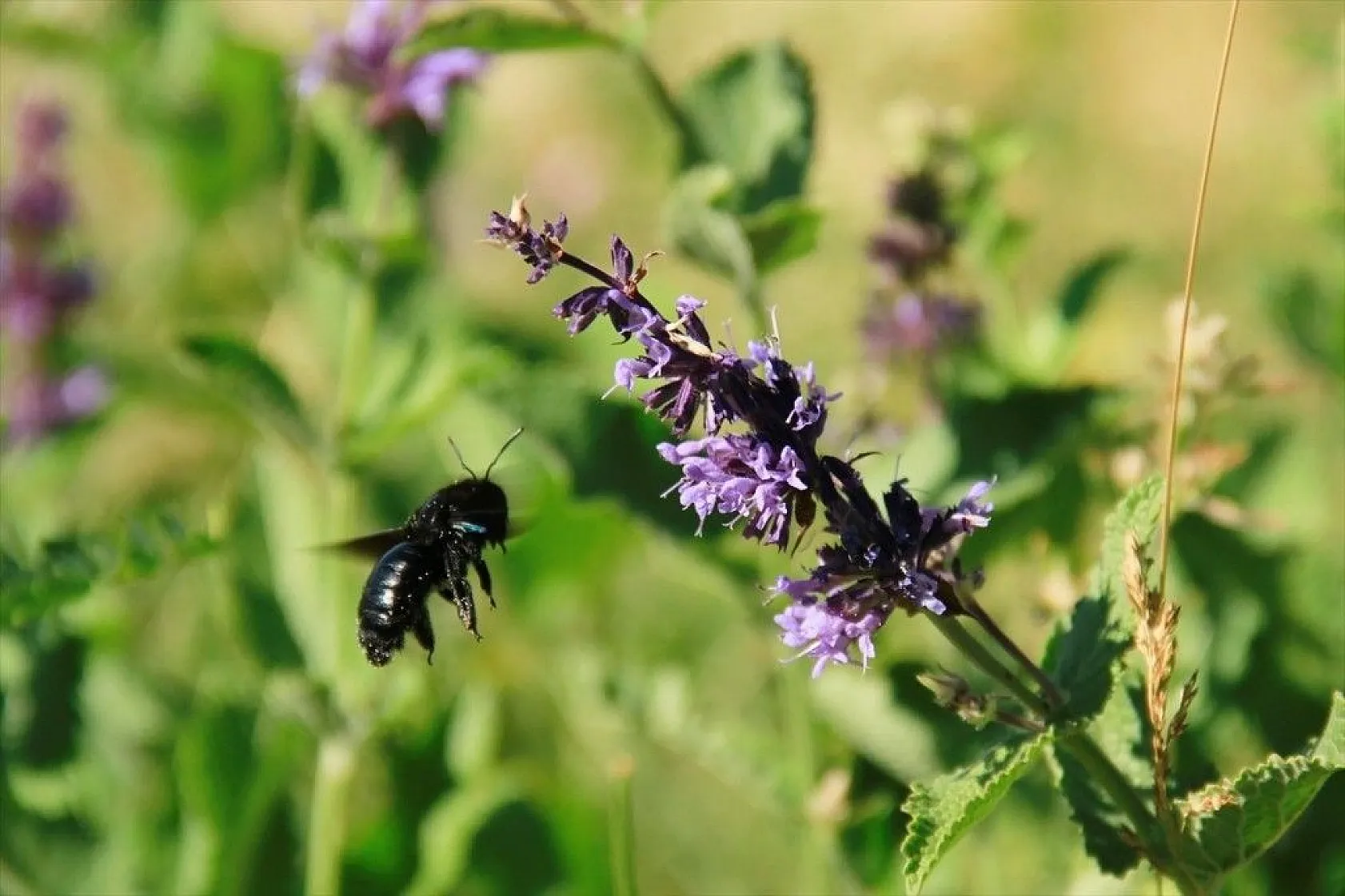 Munzur Vadisi'nin renkli misafirleri