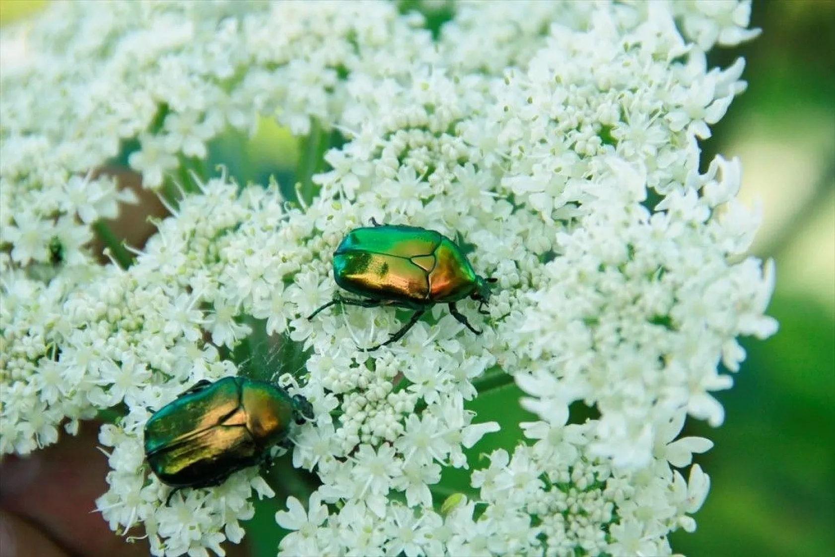 Munzur Vadisi'nin renkli misafirleri