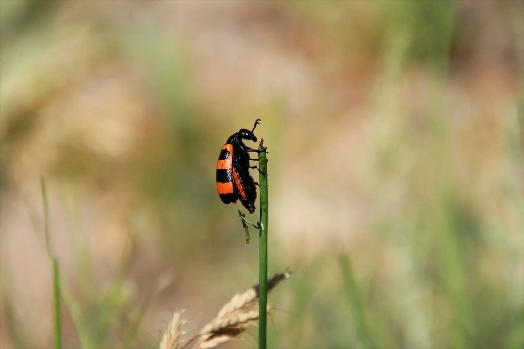 Munzur Vadisi'nin renkli misafirleri