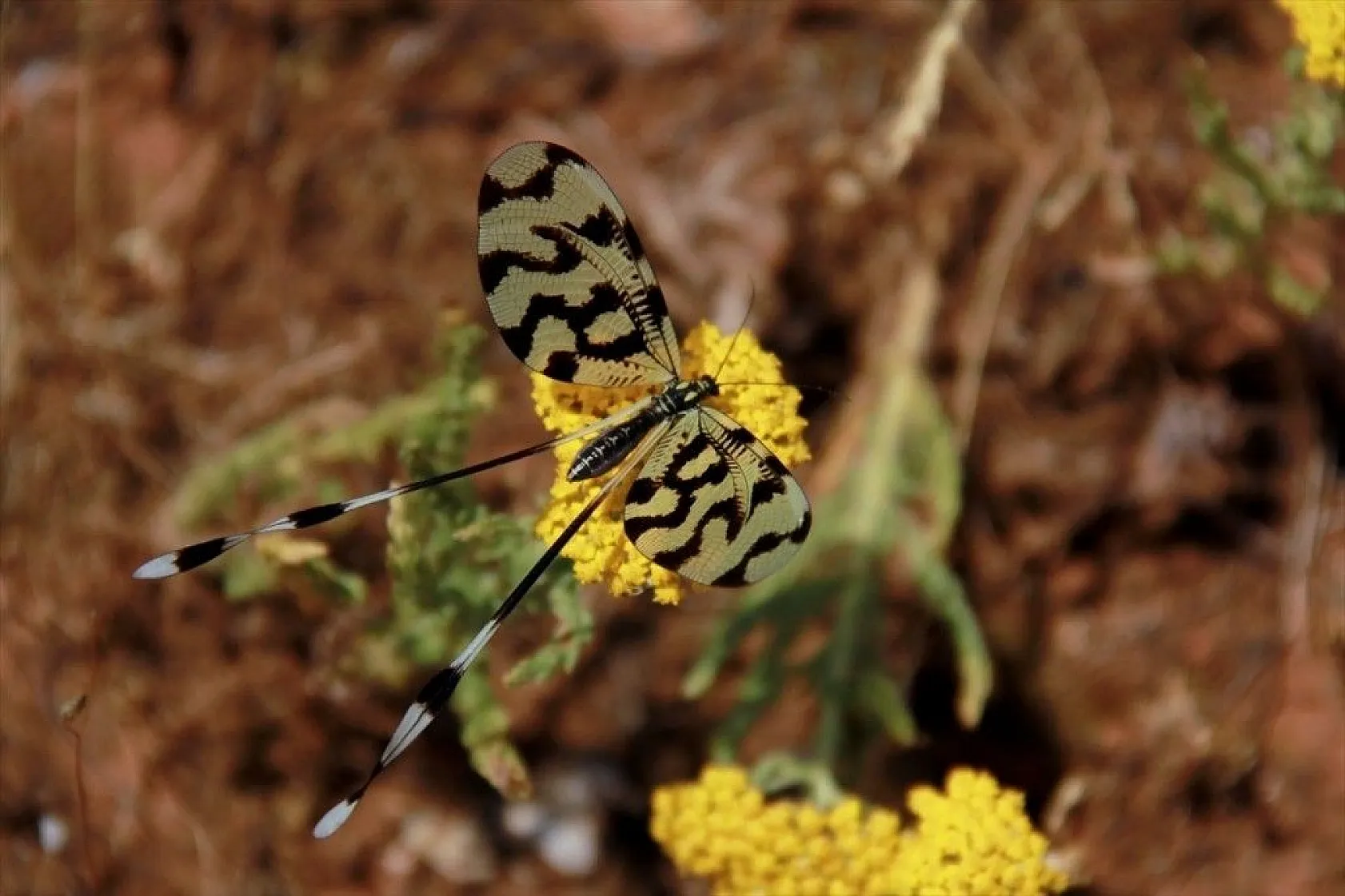 Munzur Vadisi'nin renkli misafirleri