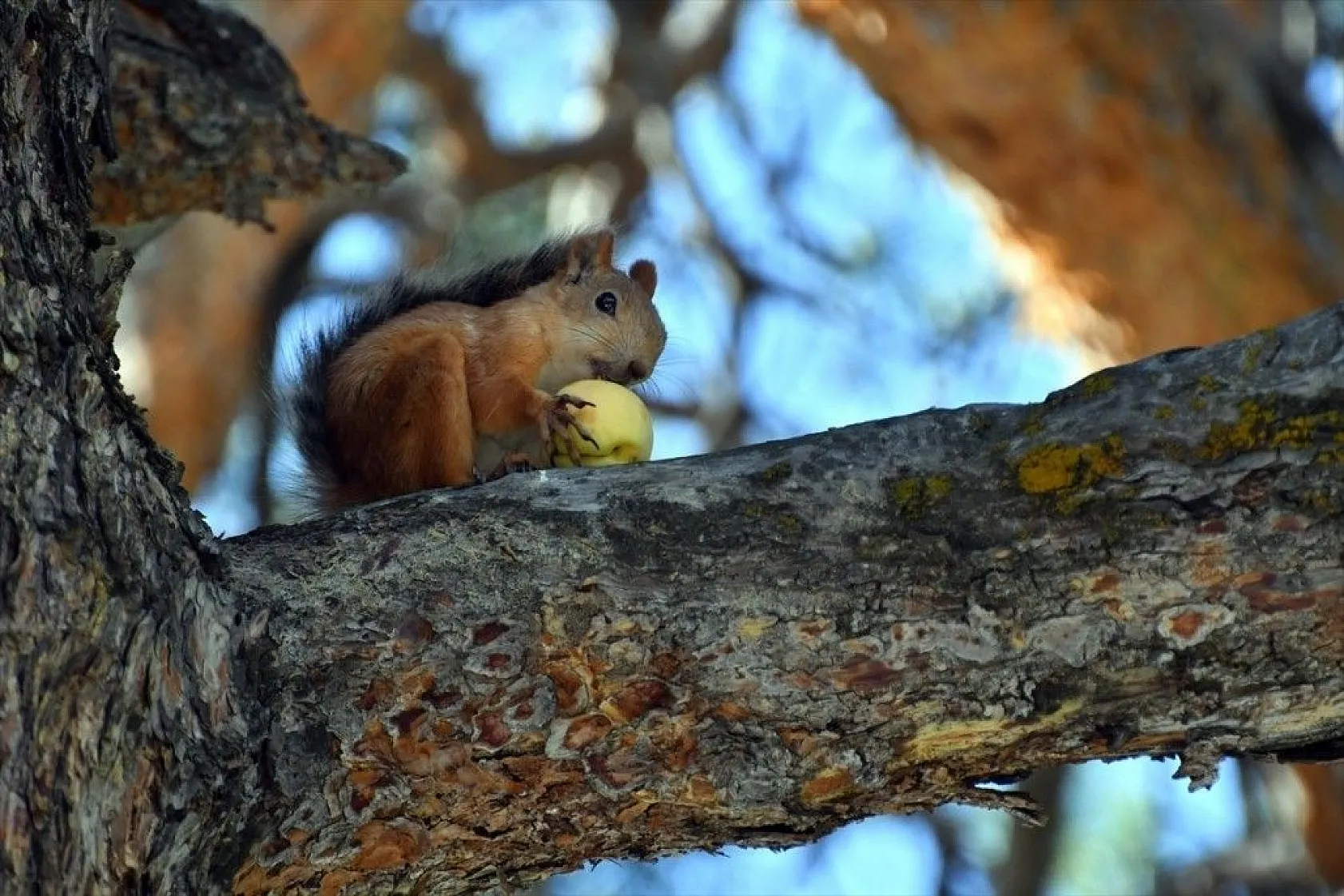 Kayısı yiyen sincaplar renkli görüntüler oluşturdu