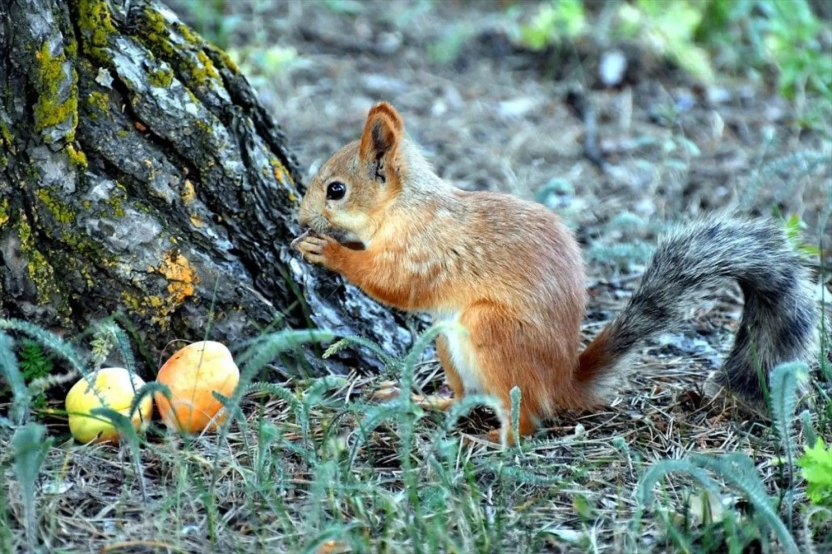 Kayısı yiyen sincaplar renkli görüntüler oluşturdu