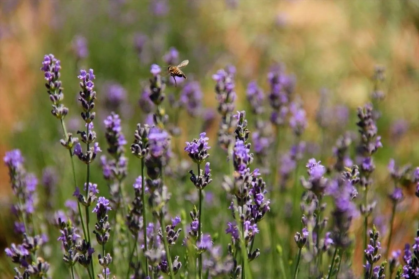 Ovacık 'lavanta' koktu