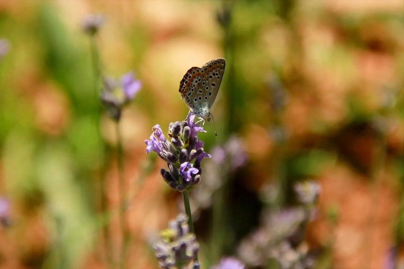 Ovacık 'lavanta' koktu