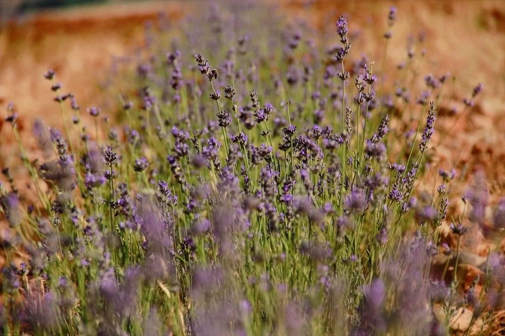 Ovacık 'lavanta' koktu