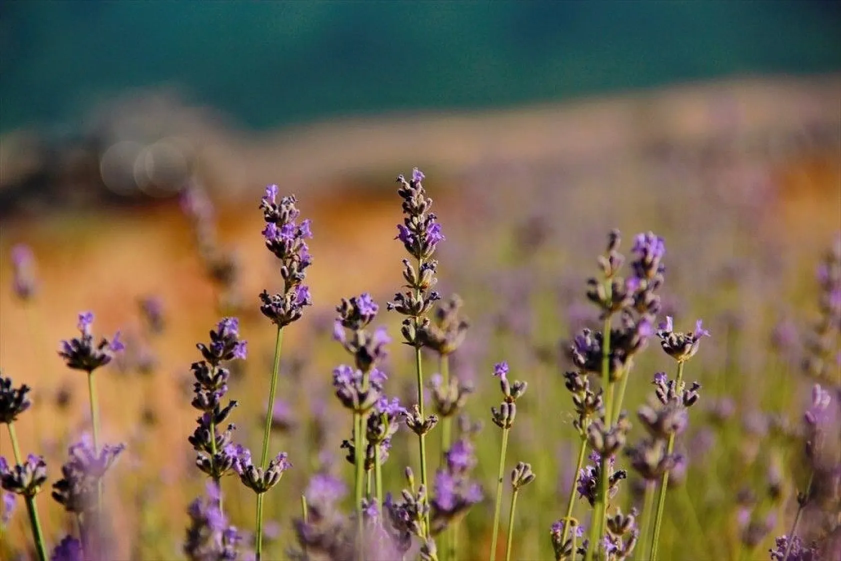 Ovacık 'lavanta' koktu