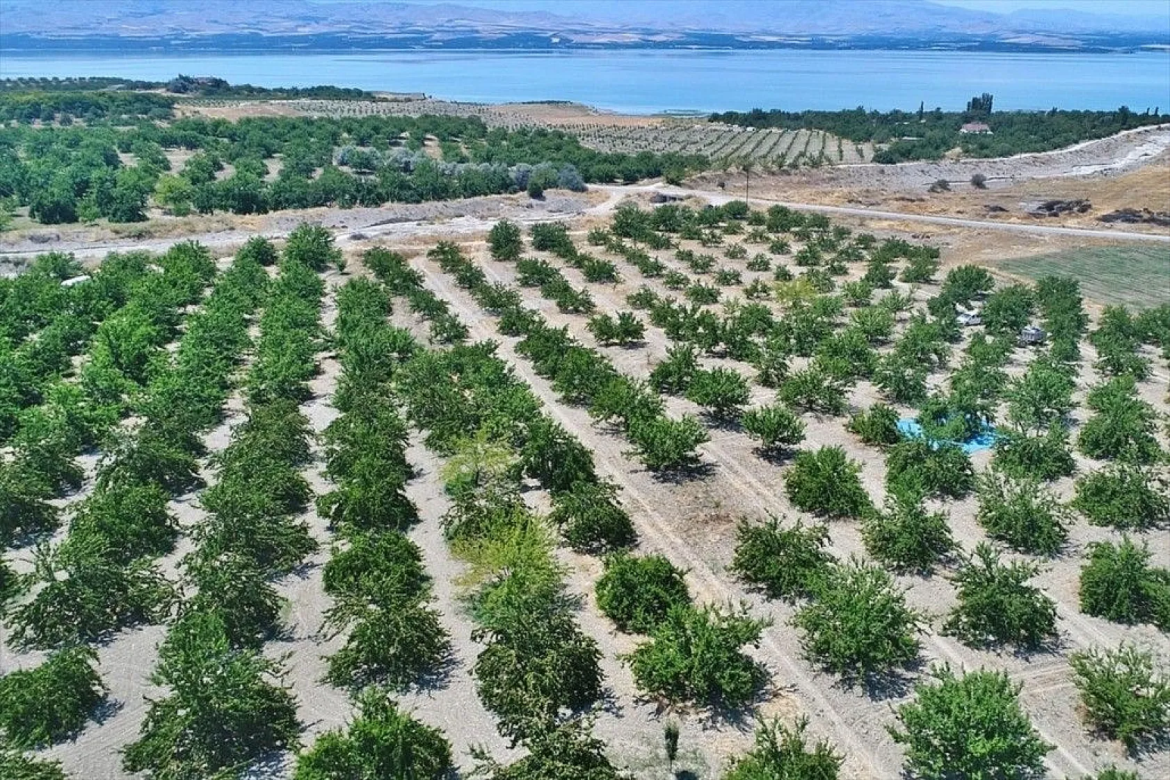 Taze kayısı ihracatındaki artış yüz güldürdü