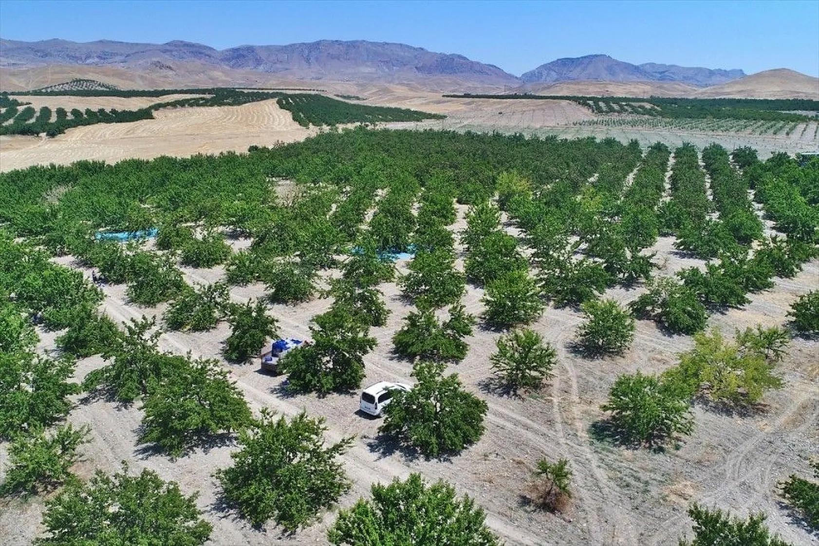 Taze kayısı ihracatındaki artış yüz güldürdü