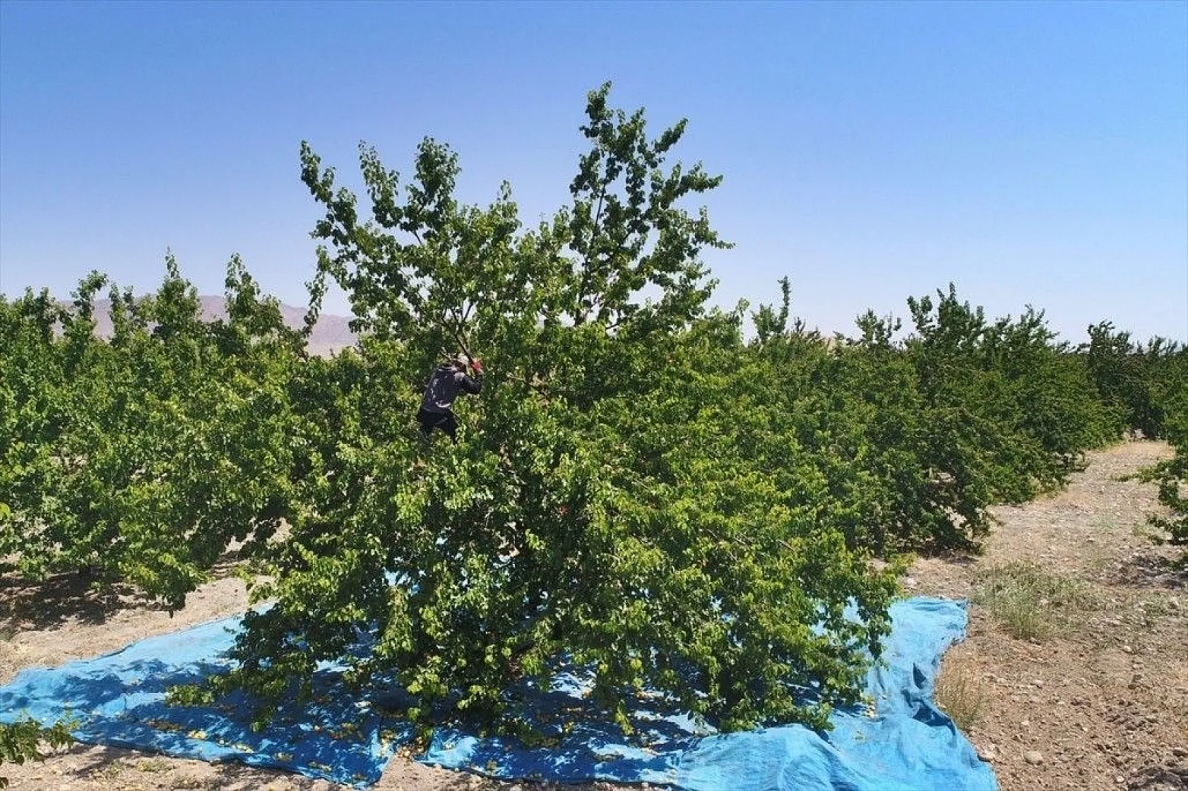 Taze kayısı ihracatındaki artış yüz güldürdü