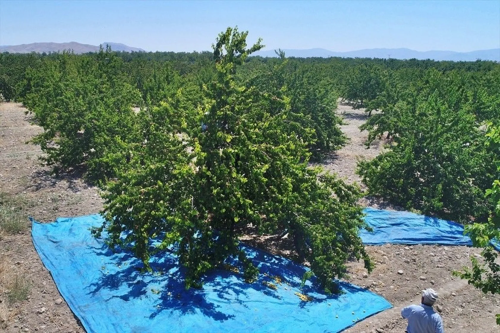 Taze kayısı ihracatındaki artış yüz güldürdü