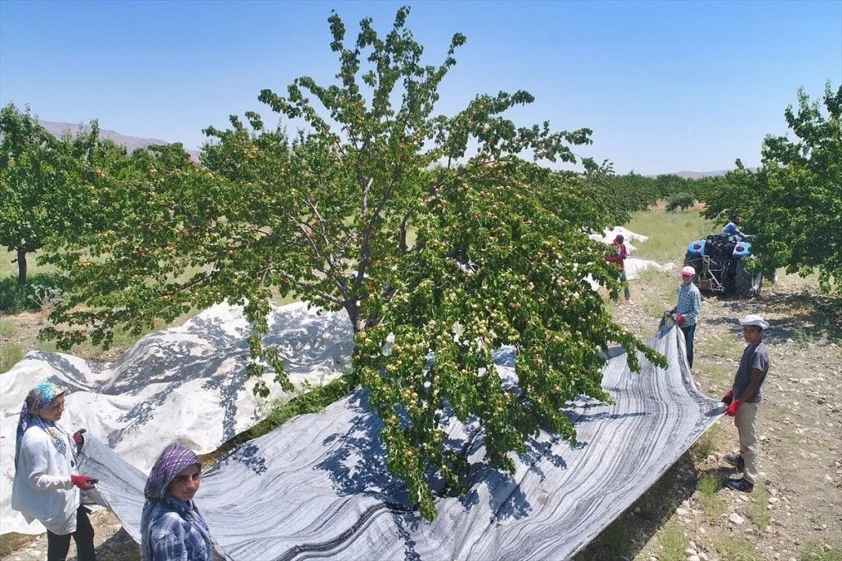 Taze kayısı ihracatındaki artış yüz güldürdü