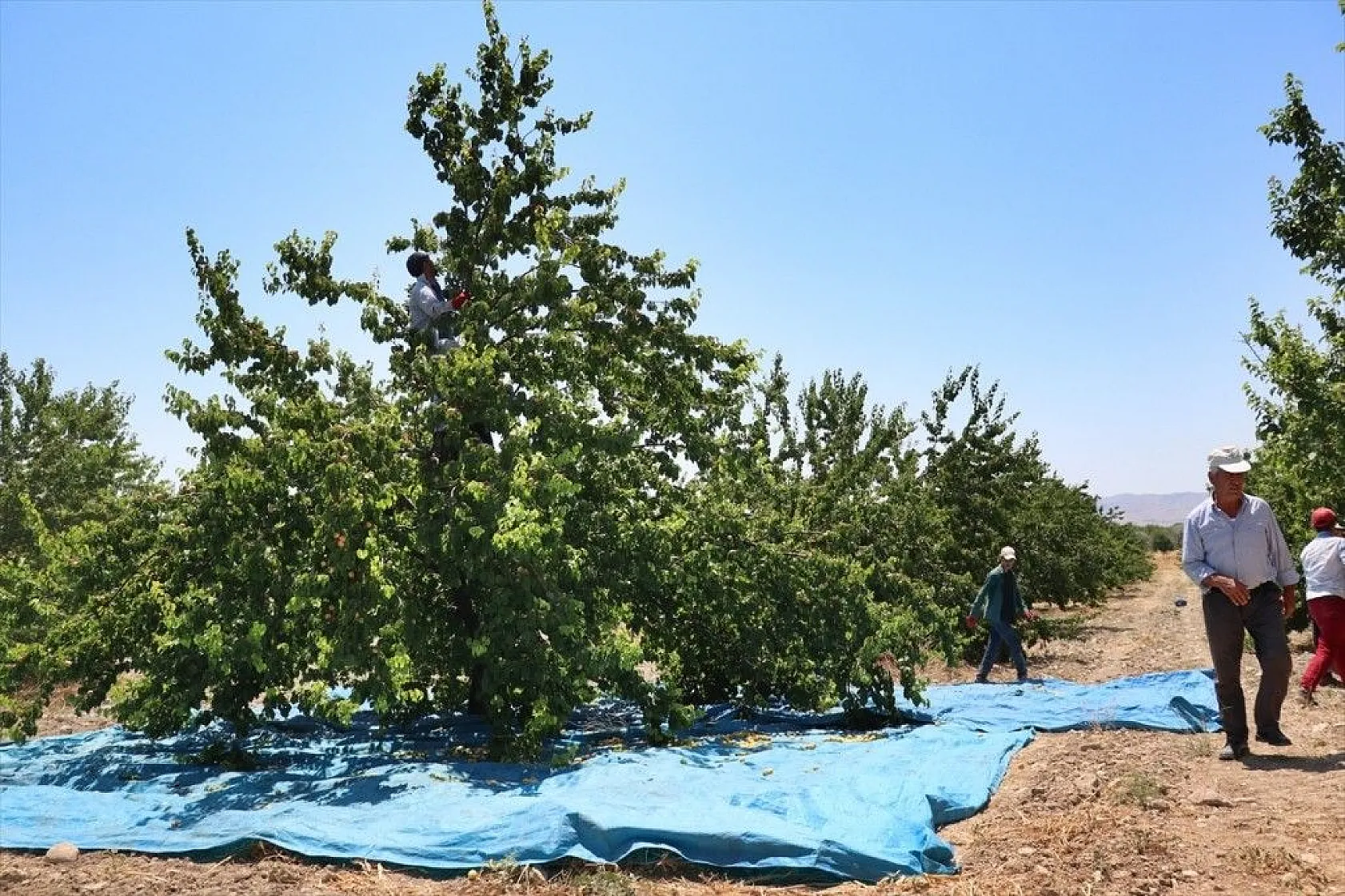 Taze kayısı ihracatındaki artış yüz güldürdü