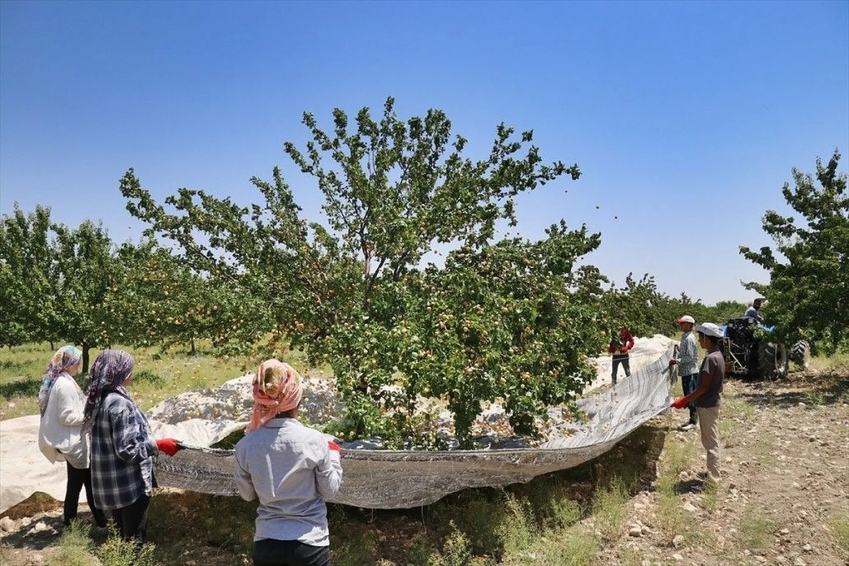 Taze kayısı ihracatındaki artış yüz güldürdü
