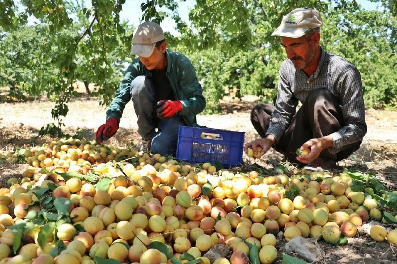 Taze kayısı ihracatındaki artış yüz güldürdü