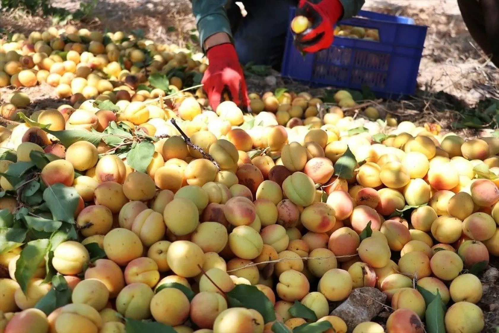 Taze kayısı ihracatındaki artış yüz güldürdü
