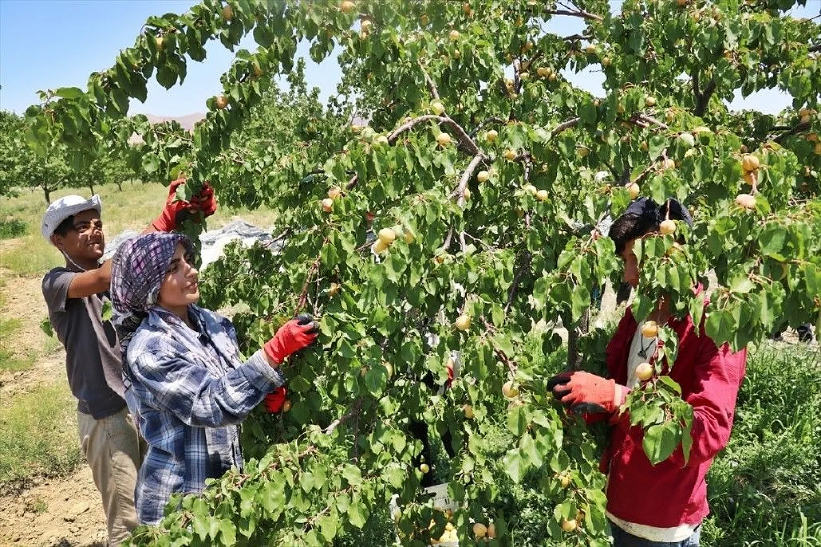 Taze kayısı ihracatındaki artış yüz güldürdü