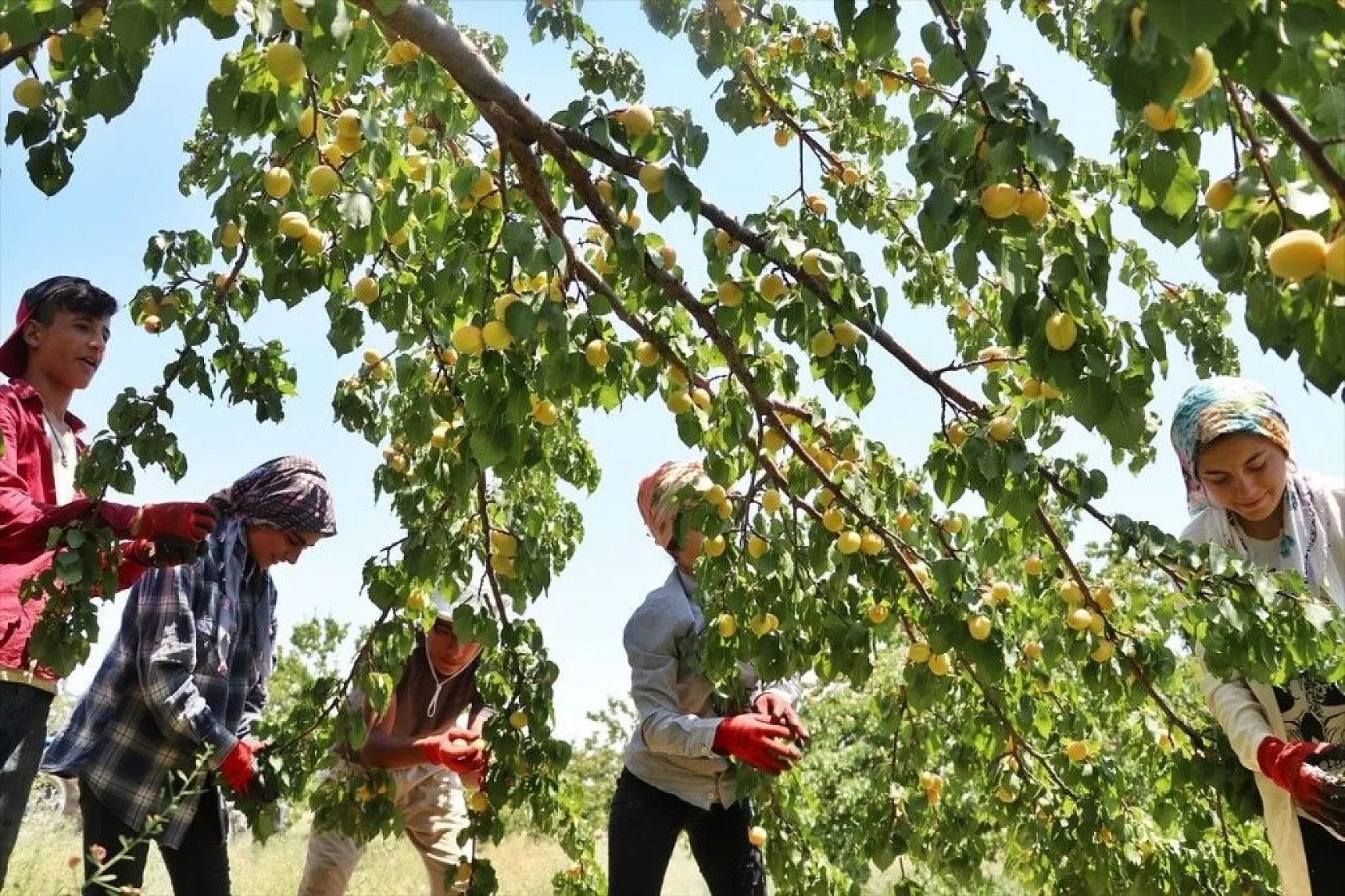 Taze kayısı ihracatındaki artış yüz güldürdü