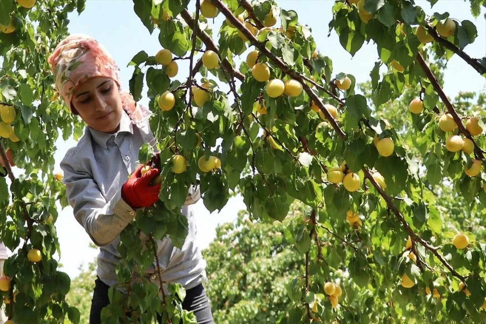Taze kayısı ihracatındaki artış yüz güldürdü