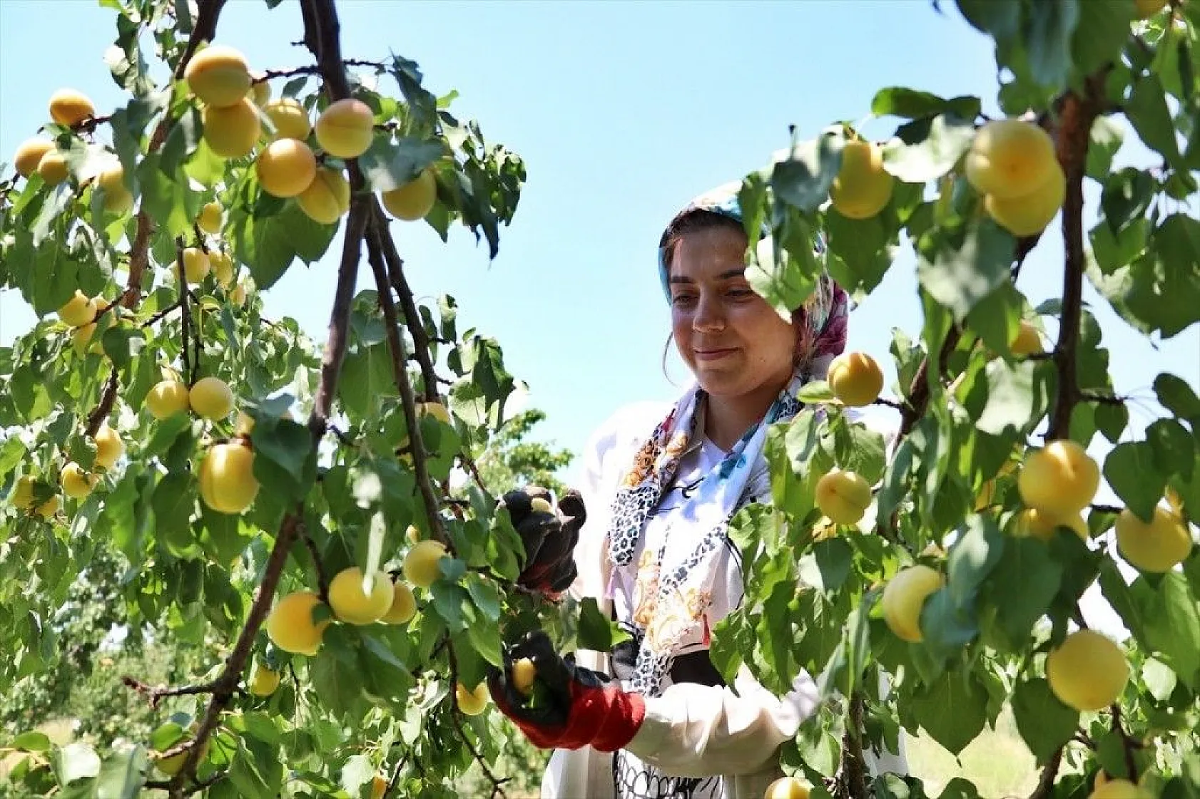 Taze kayısı ihracatındaki artış yüz güldürdü