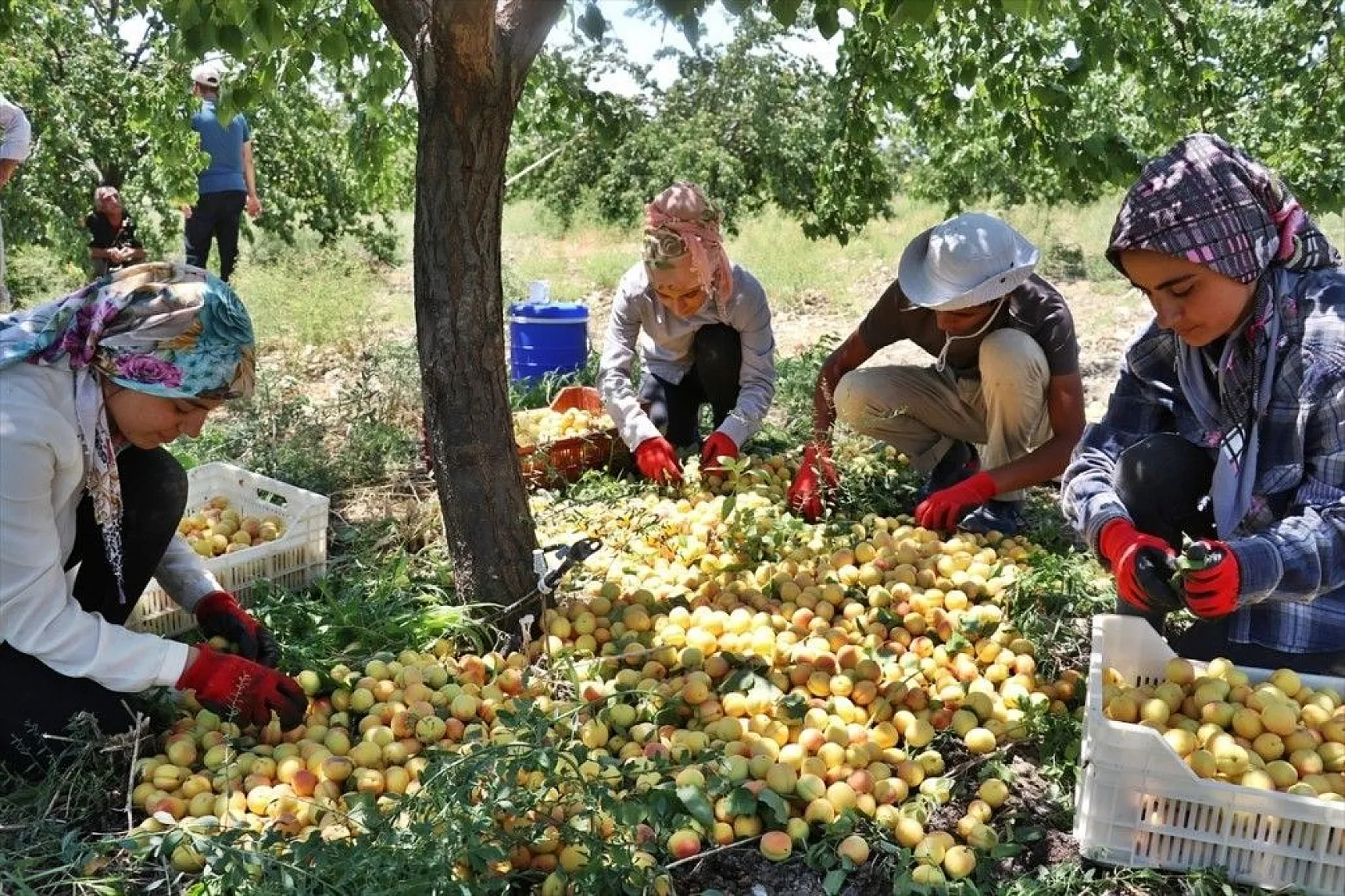 Taze kayısı ihracatındaki artış yüz güldürdü