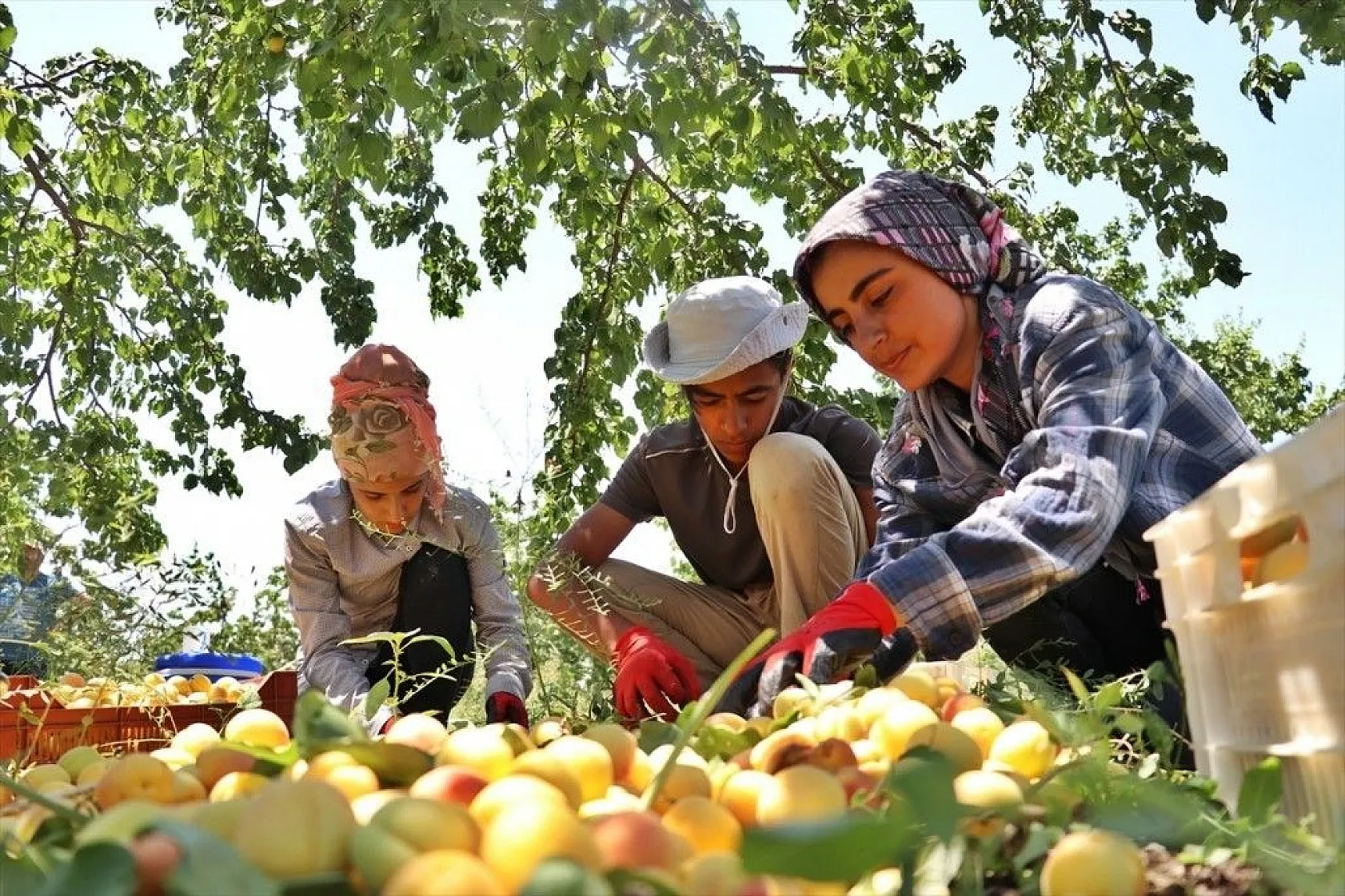 Taze kayısı ihracatındaki artış yüz güldürdü