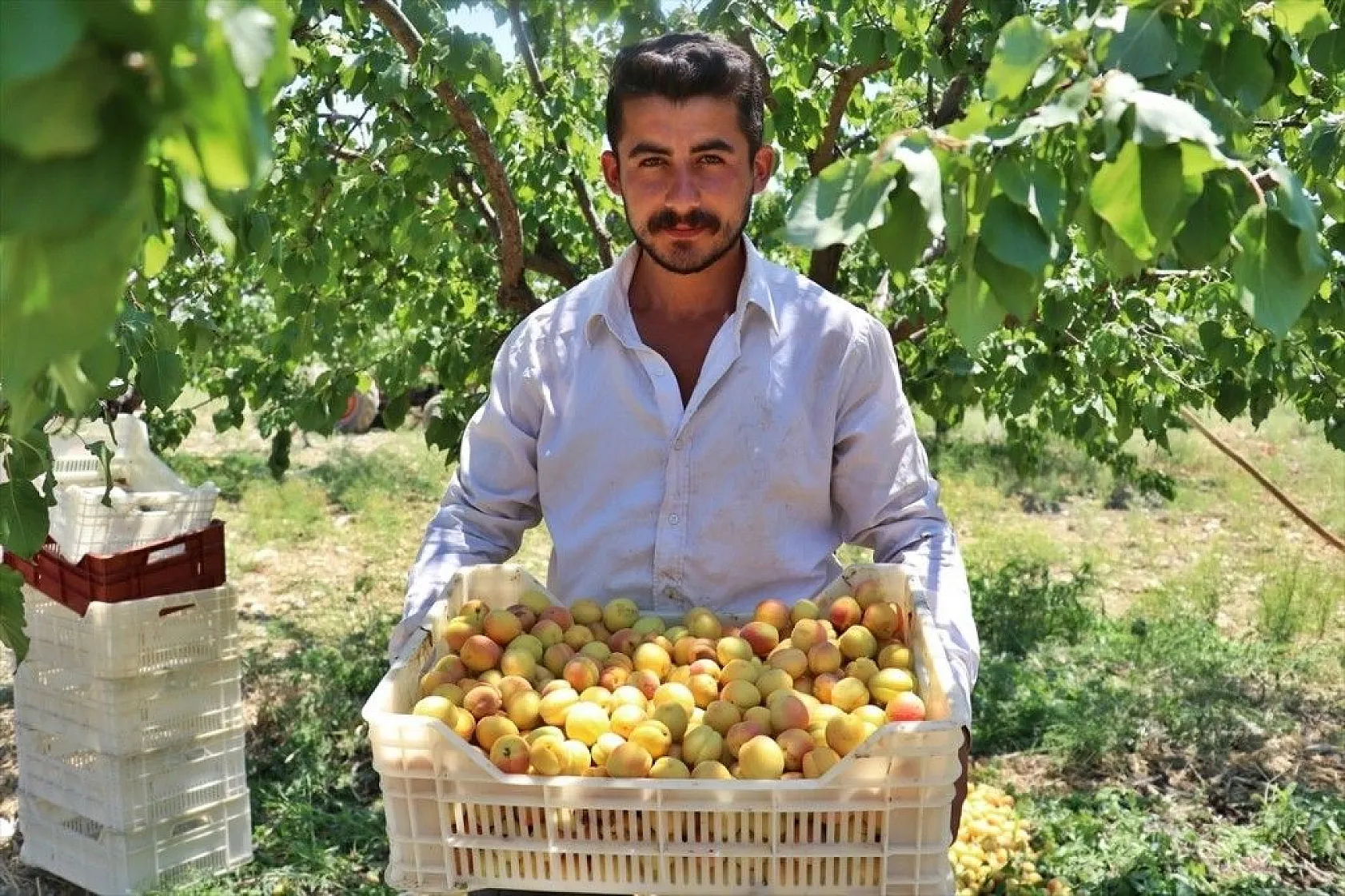 Taze kayısı ihracatındaki artış yüz güldürdü