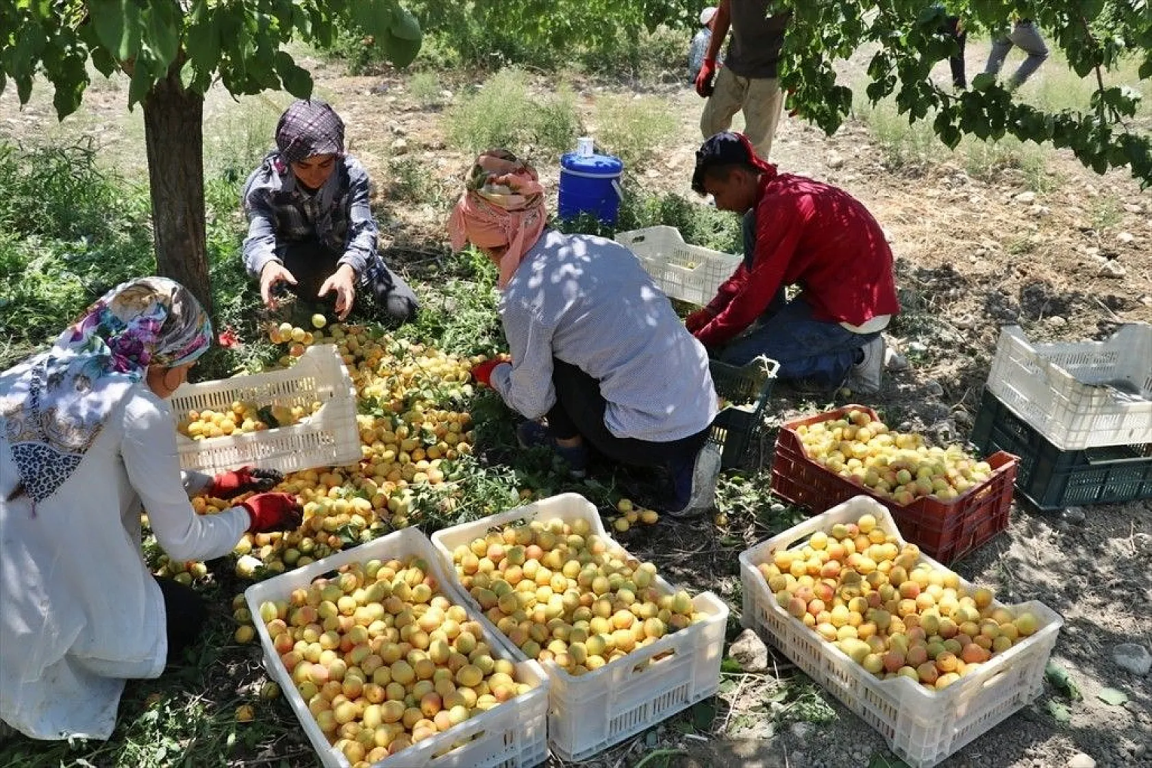 Taze kayısı ihracatındaki artış yüz güldürdü