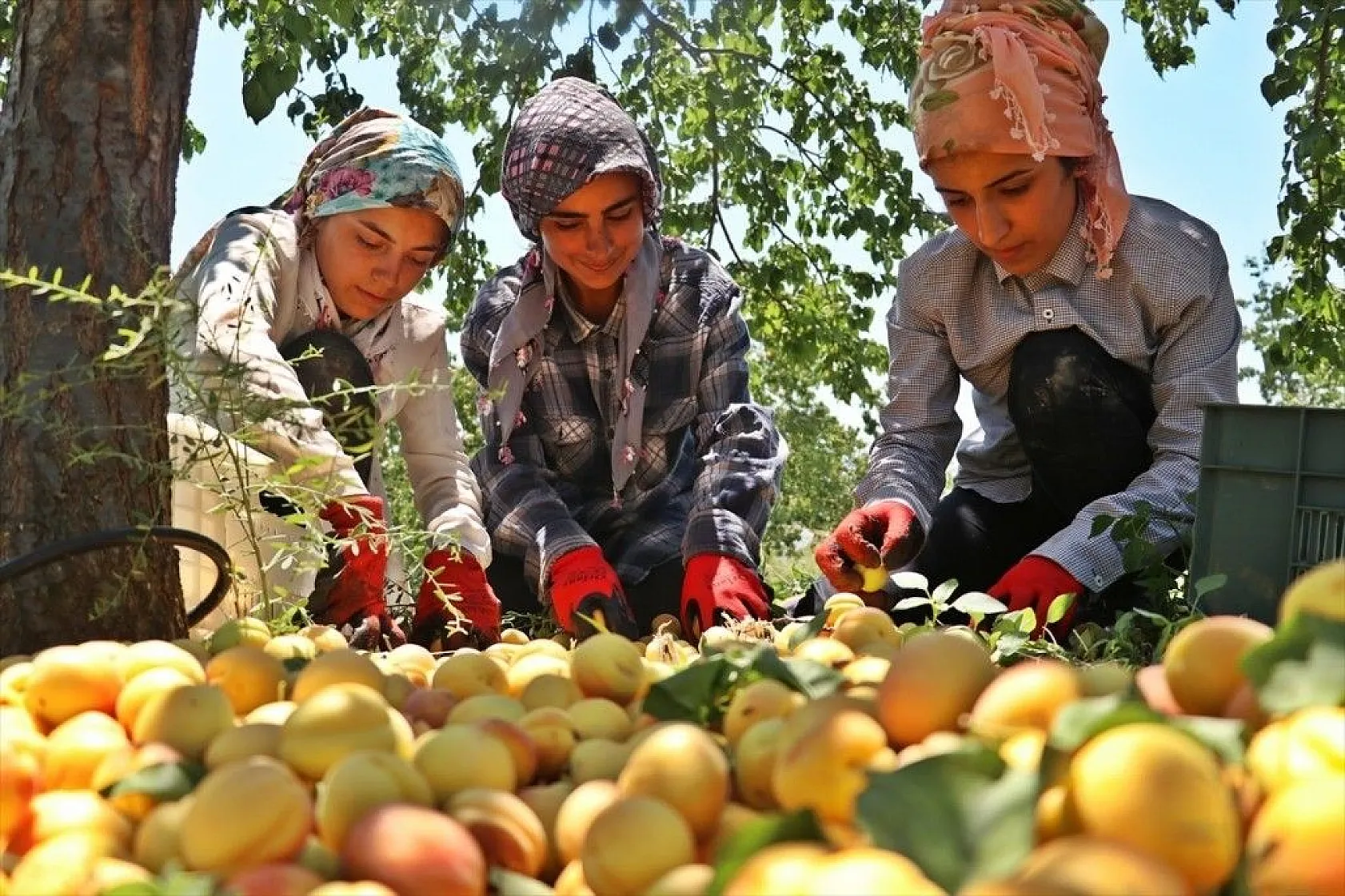 Taze kayısı ihracatındaki artış yüz güldürdü