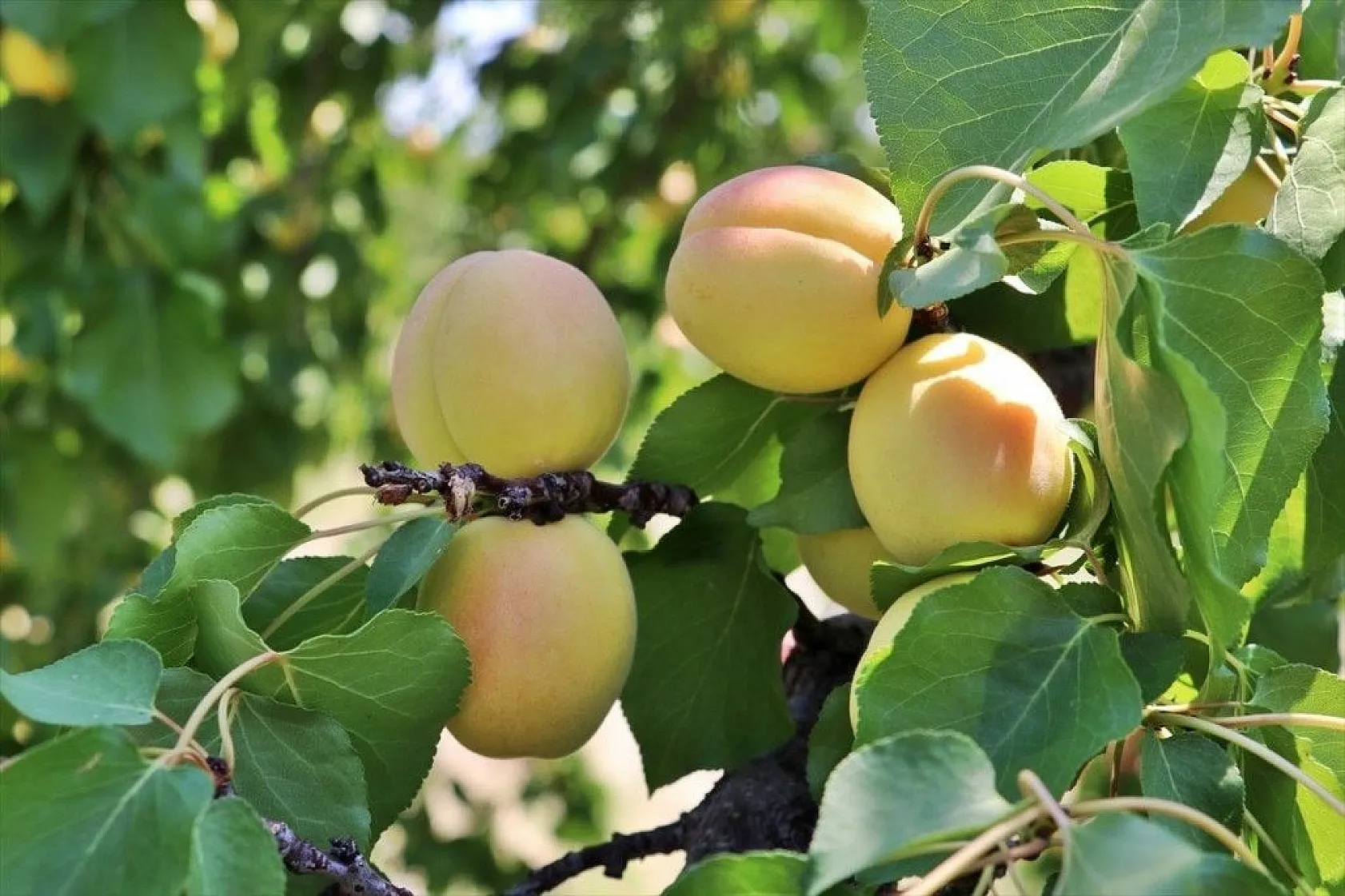 Taze kayısı ihracatındaki artış yüz güldürdü