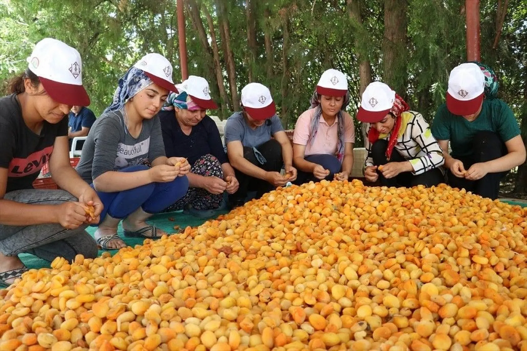 Taze kayısı ihracatındaki artış yüz güldürdü