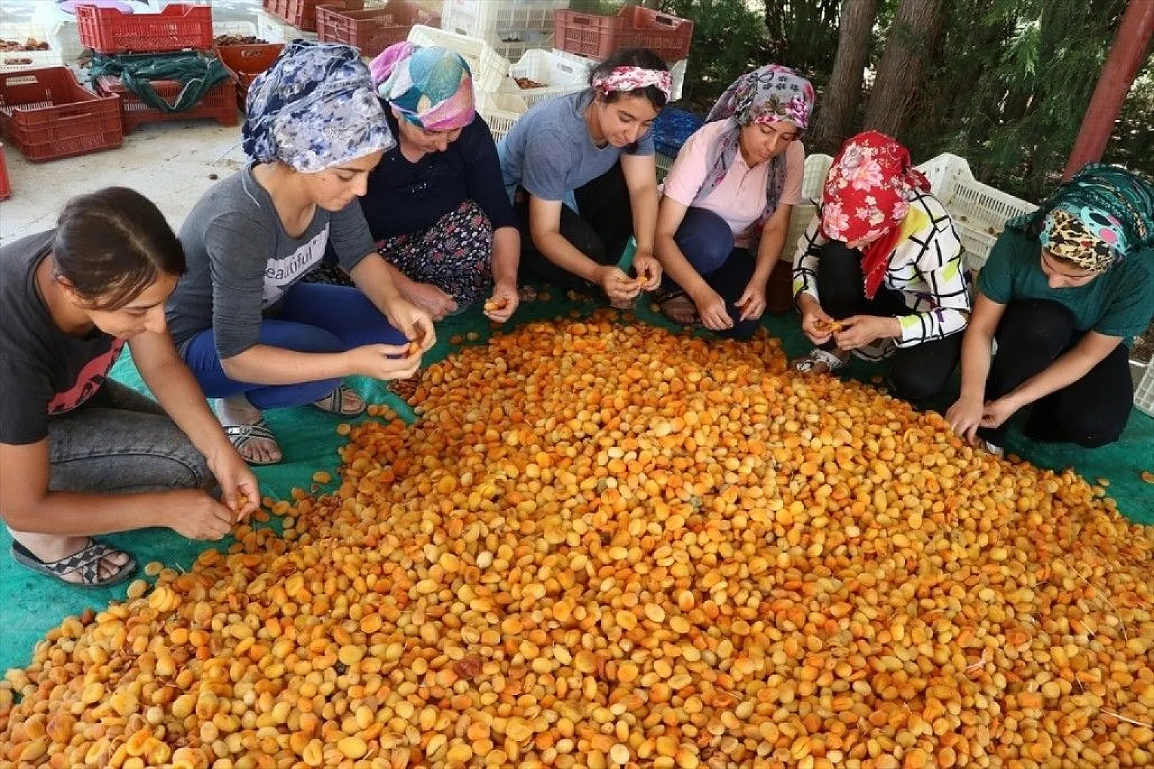 Taze kayısı ihracatındaki artış yüz güldürdü