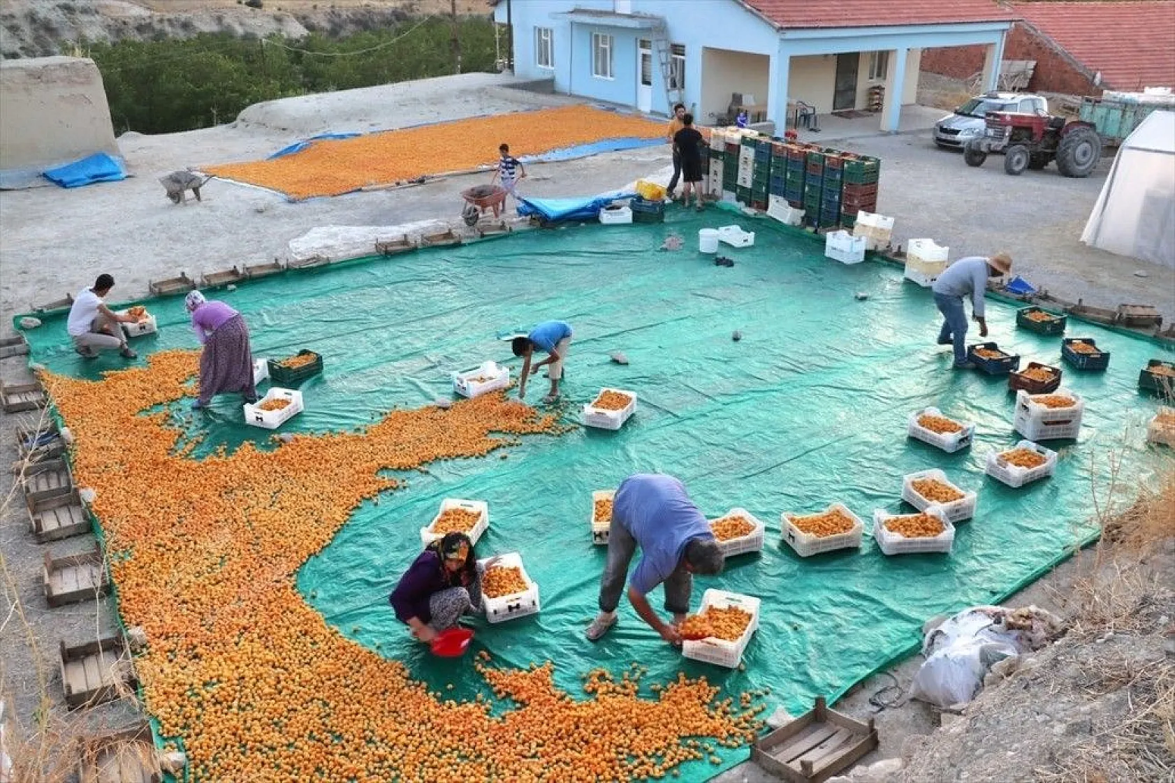 Taze kayısı ihracatındaki artış yüz güldürdü