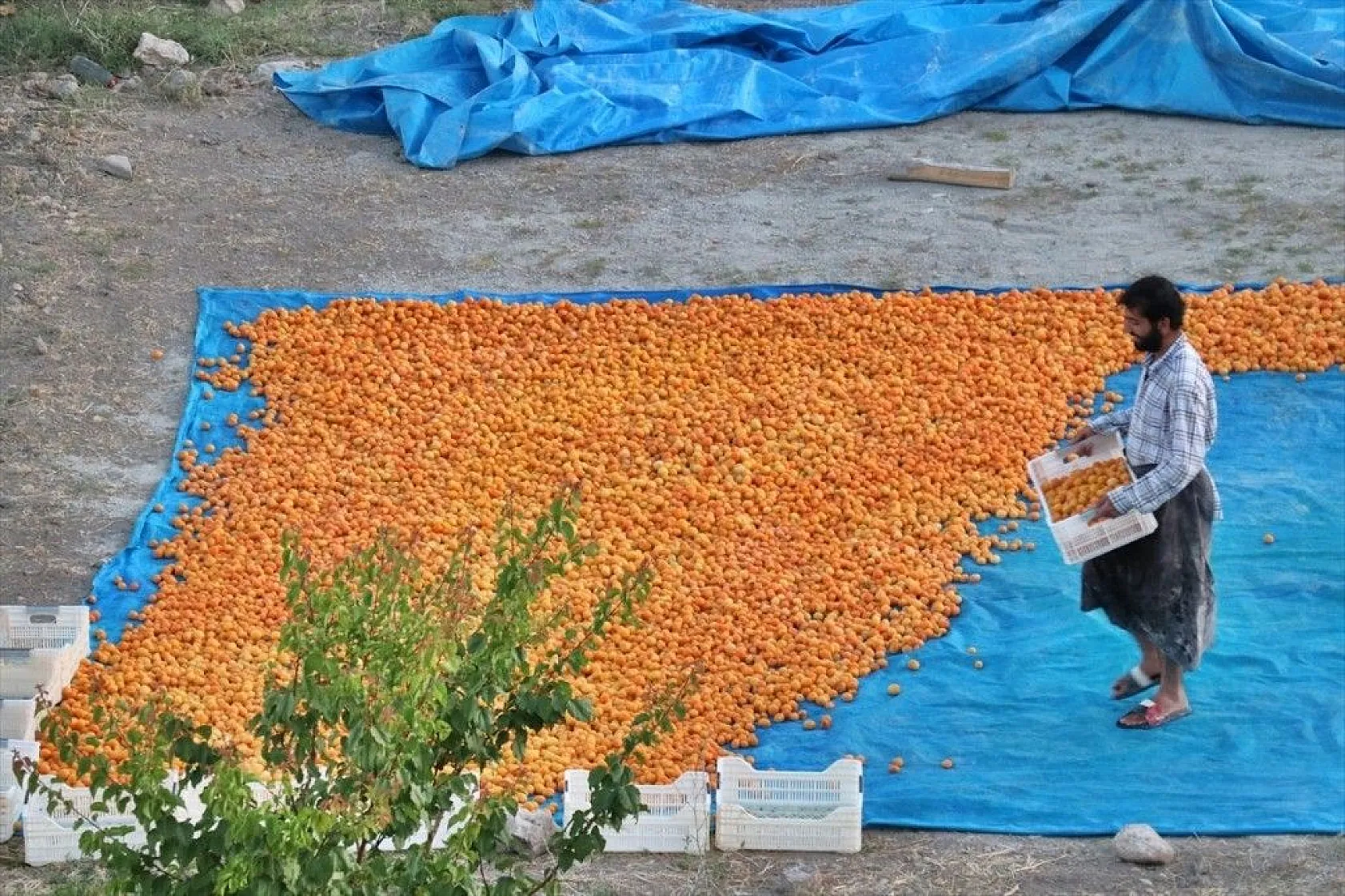 Taze kayısı ihracatındaki artış yüz güldürdü