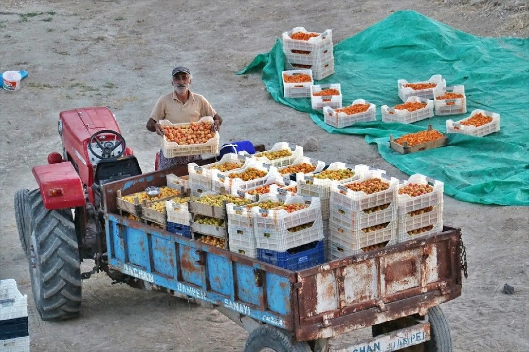 Taze kayısı ihracatındaki artış yüz güldürdü