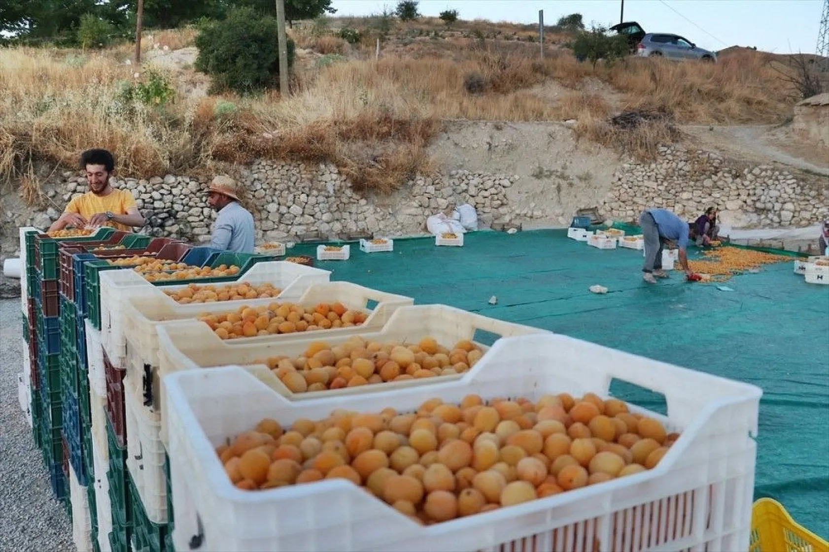 Taze kayısı ihracatındaki artış yüz güldürdü