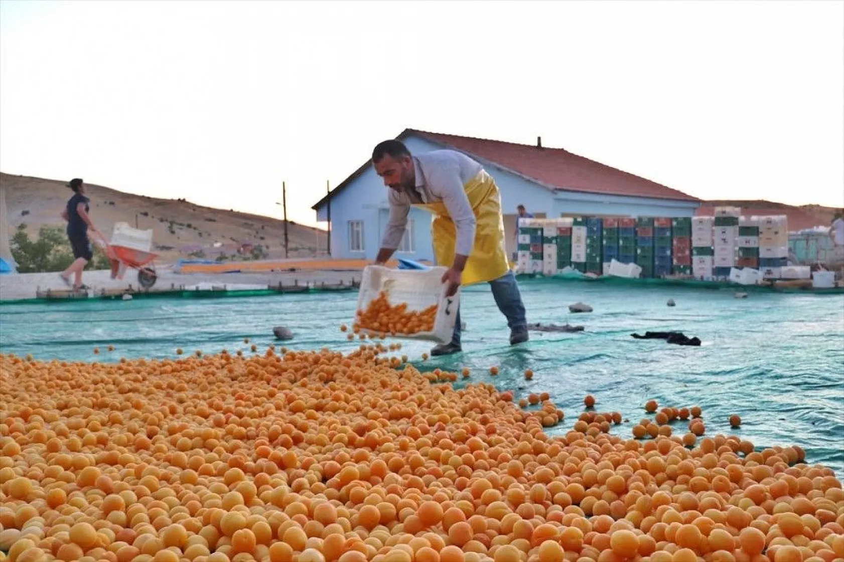 Taze kayısı ihracatındaki artış yüz güldürdü