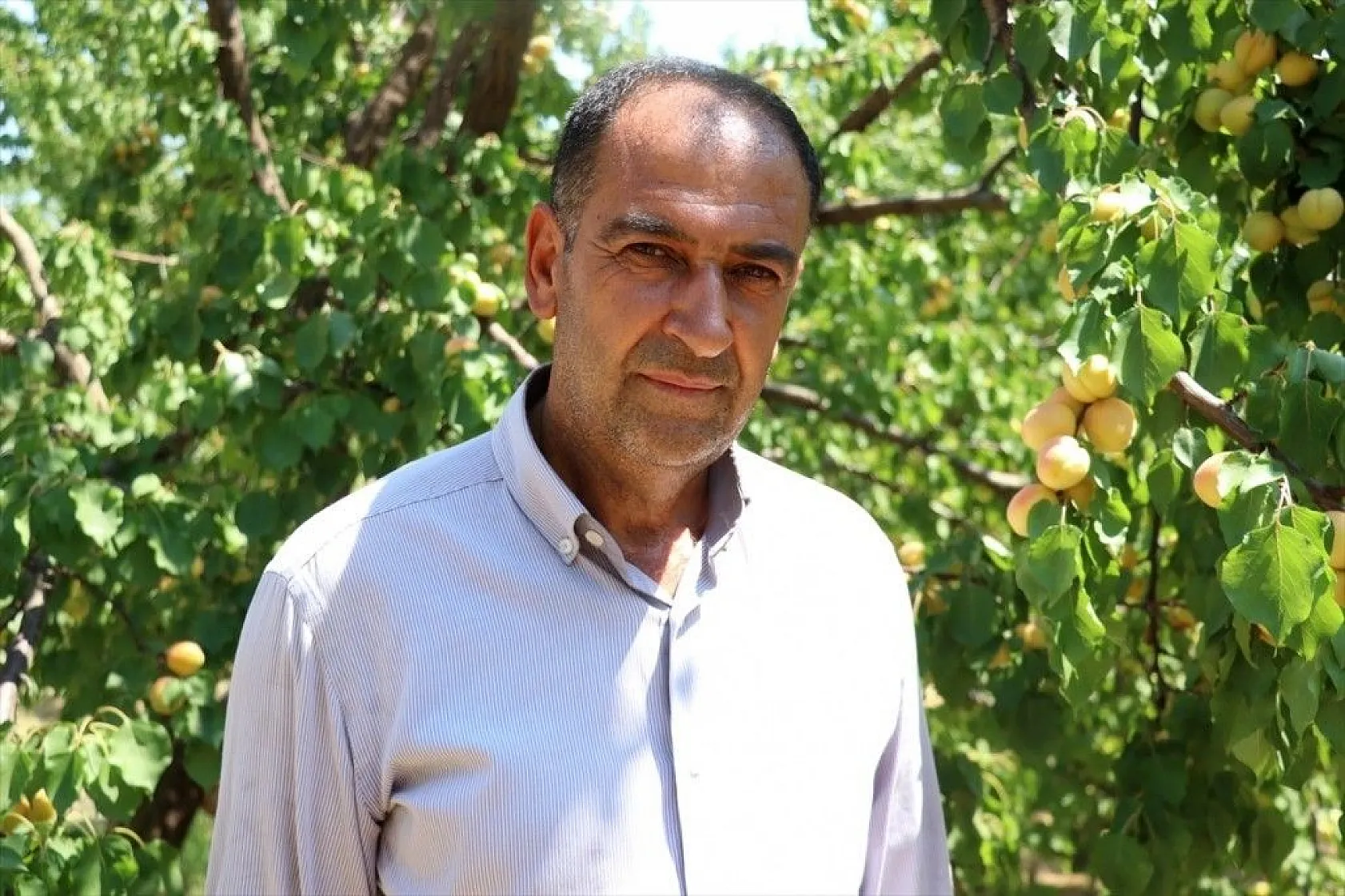 Taze kayısı ihracatındaki artış yüz güldürdü