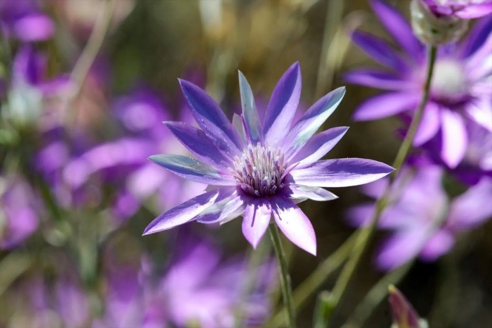 Mor karanfillerle süslenen Aras Dağları göz kamaştırıyor