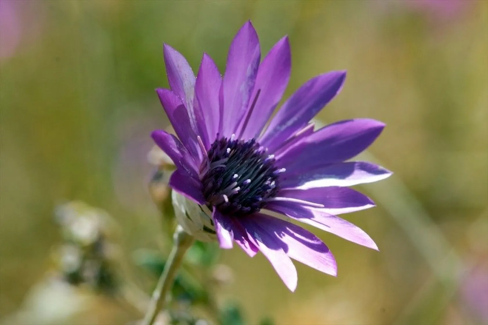 Mor karanfillerle süslenen Aras Dağları göz kamaştırıyor