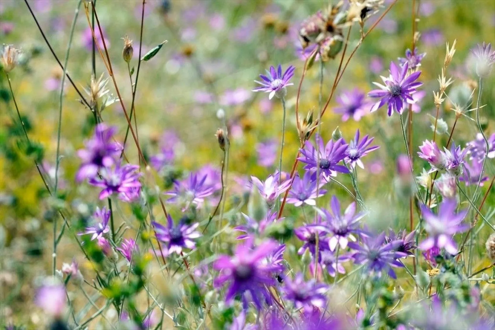 Mor karanfillerle süslenen Aras Dağları göz kamaştırıyor