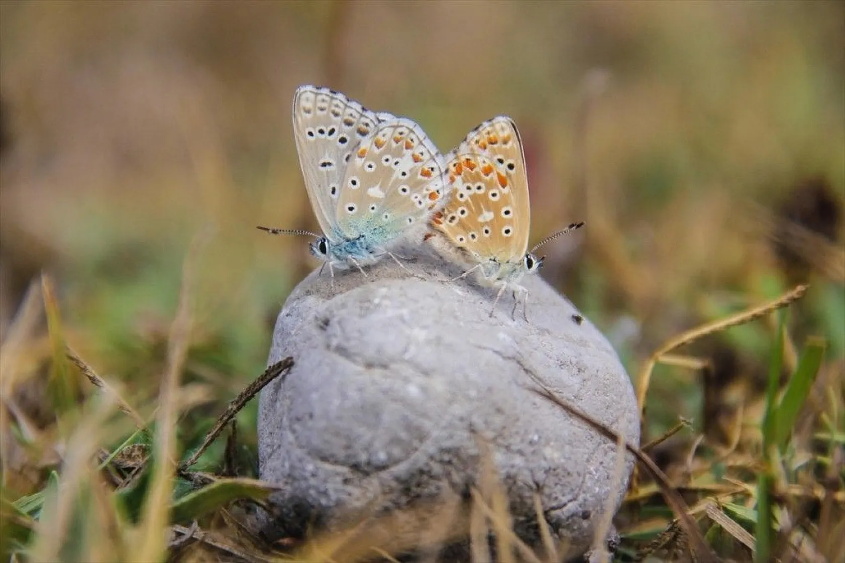 'Çok gözlü gök mavisi' göz kamaştırıyor
